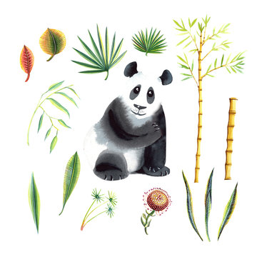 Baby panda and tropical leaves, bamboo,flower.  Hand painted 15 isolated elemens set  in  watercolor on a white background.