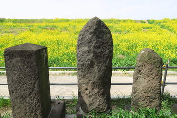 石碑と春の菜の花咲く江戸川土手風景