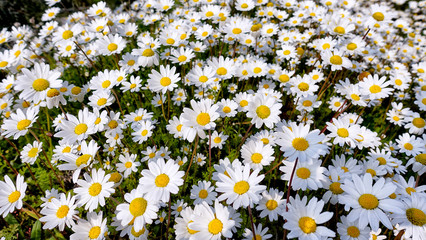        Beautiful daisy field in spring time