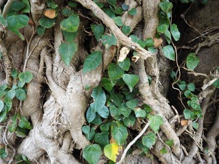 複雑に絡み合った木の根と緑の葉