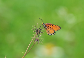 Butterlfy and flower