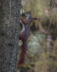 Squirrel in a tree in the forest