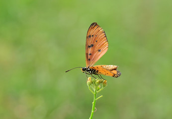 Butterlfy and flower
