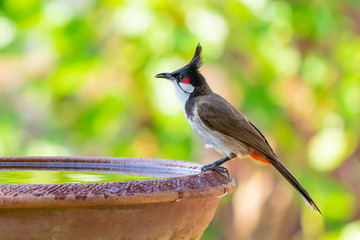 A Red-whiskered bulbul perching on a bowl of water with blurry green background of trees