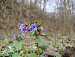 Flower of Pulmonaria officinalis is a genus of flowering plants in the family Boraginaceae, native to Europe and western Asia.Lungwort, common lungwort, Our Lady's milk drops in bloom.Edible ,healthy