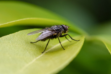 Fly on a leaf macro close-up