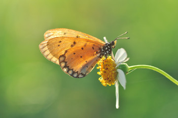 Fototapeta na wymiar Butterfly and flowers