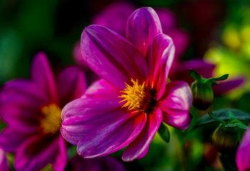 fully bloom seasonal flowers in field