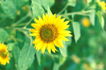yellow sunflowers with rounded shapes