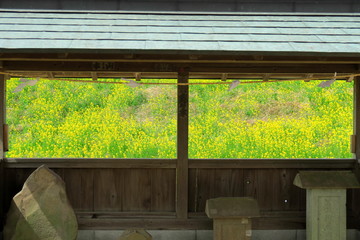 神社の石碑置き場の小屋と土手に咲く菜の花風景