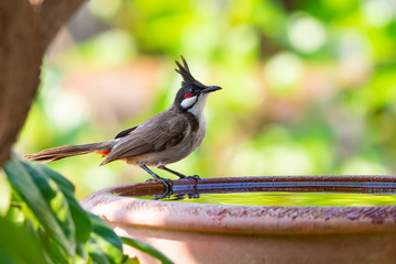 A Red-whiskered bulbul perching on a bowl of water with blurry green background of trees