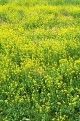 Fototapeta premium 江戸川土手に咲く菜の花風景