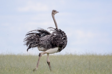 Ostrich running in Massai Mara