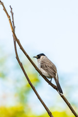 Sooty-headed Bulbul perching on a perch of peach tree