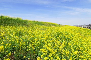 Obraz premium 菜の花咲く土手風景