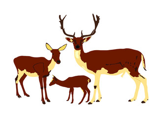 Naklejka na ściany i meble Deer family vector illustration isolated on white background. Reindeer couple with fawn. Proud Noble Deer male in forest or zoo. Powerful buck with huge neck and antlers standing on alert looking.