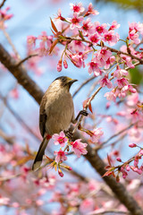 Sooty-headed Bulbul perching on a perch of blooming wild himalayan cherry