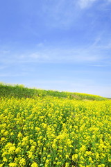 菜の花咲く春の江戸川土手風景