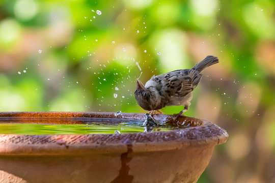 A sparrow drinking, washing and spinning its head in a bowl of water