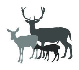 Deer  family vector silhouette isolated on white background. Reindeer couple with fawn. Proud Noble Deer male in forest or zoo. Powerful buck with huge neck and antlers standing on alert looking.