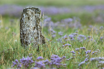 Sea lavender and rotten post