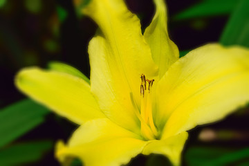 Fototapeta premium Seasonal flowers in an English Country Garden.