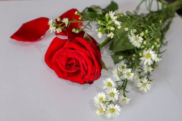 roses on red background