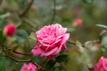 Pink rose flower in garden with background blurred
