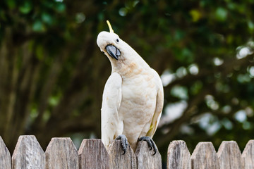 Sulphur-crested Cockatoo sitting on a wooden fence