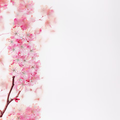 Pink spring blossom of cherry on white background. Floral border. Springtime nature background