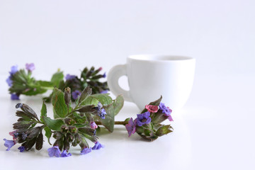 Herbal tea from Pulmonaria officinalis for herbal medicine and the flowers on white wood background. . Minimalism. Beautiful spring wildflowers . Edible ,healthy .
