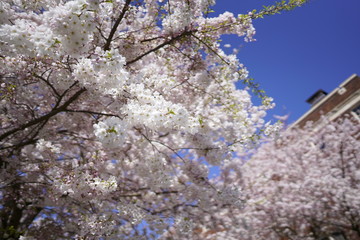 Beautiful cherry blossoms against blue sky in spring season in Seattle, Washington state, USA