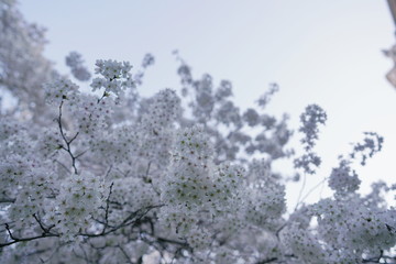 Beautiful cherry blossoms against blue sky in spring season at University of Washington, Seattle, Washington state, USA