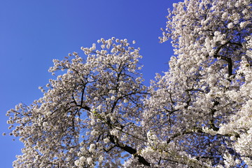 Beautiful cherry blossoms against blue sky in spring season at University of Washington, Seattle, Washington state, USA