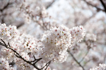 Cherry blossoms 2019