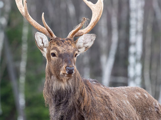 Sika Deer