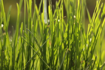 green grass with water drops