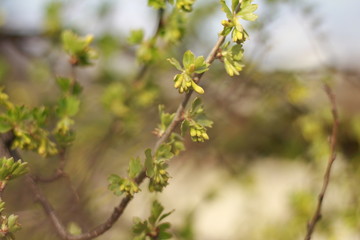 leaves of a tree in spring
