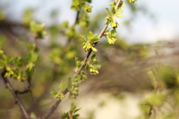 flowers in the garden