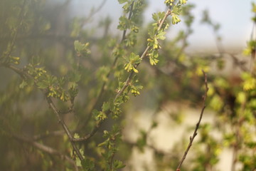 yellow flowers in spring