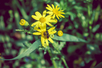 yellow flower on green background