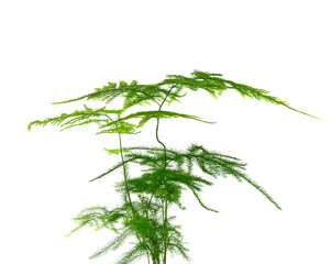 asparagus fern is a perennial evergreen vine foliage plants, ornamental plants.