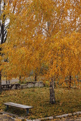 autumn in the park