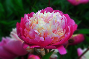 Beautiful flower portrait, in situ in English country garden.