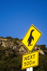 A road sign warns drivers of little penguins in ithe vicinity