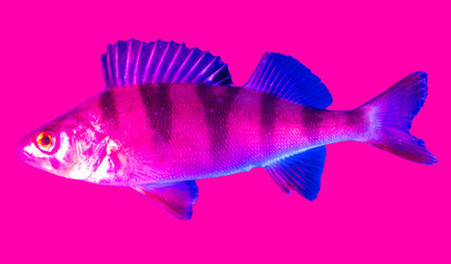 Blue-pink perch fish isolated on pink background