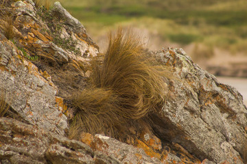 A clump of beach grasss clings to a rock on the windswept west coast of Tasmania, Australia.