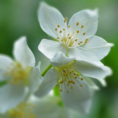Fototapeta premium Blossom.