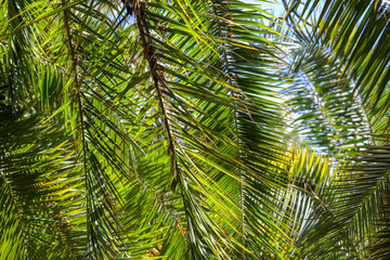 Obraz na płótnie Canvas Palm trees in the park. Subtropical climate
