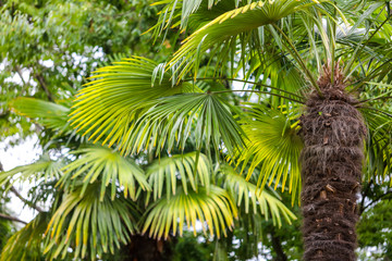Fototapeta premium Palm trees in the park. Subtropical climate